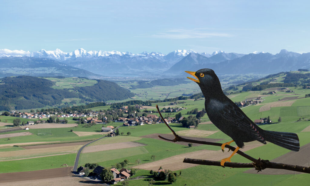 Singende Amsel